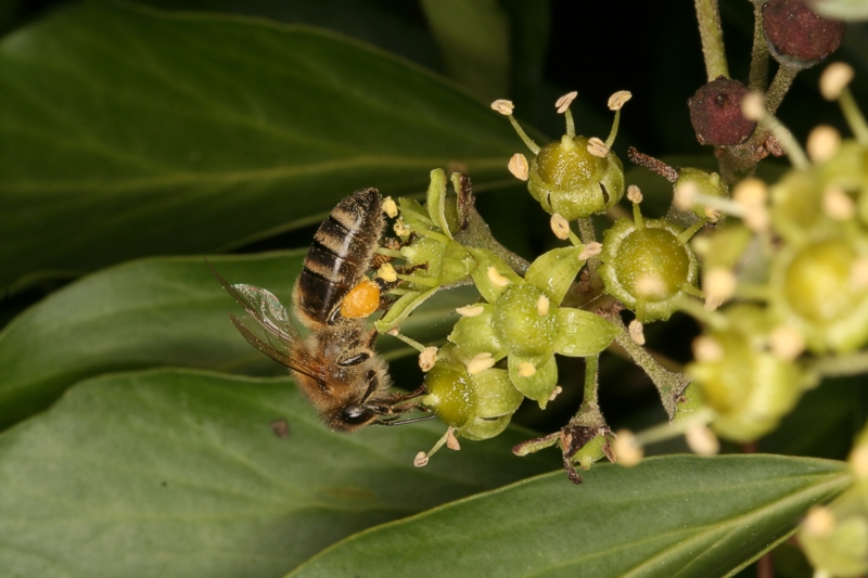 Honigbiene an Efeu-Bl�te